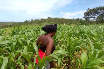 Cooperativa Agropecuária Wayongola